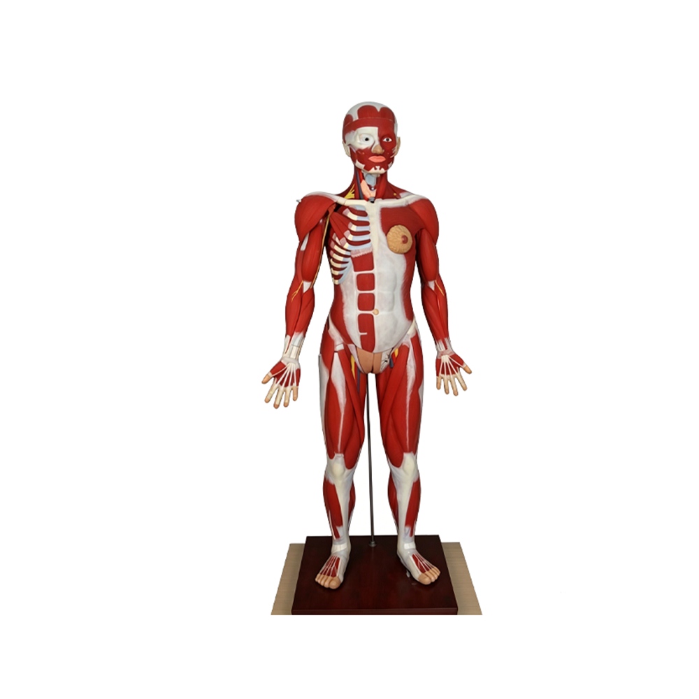 Mod&egrave;le d'anatomie musculaire du corps entier humain 